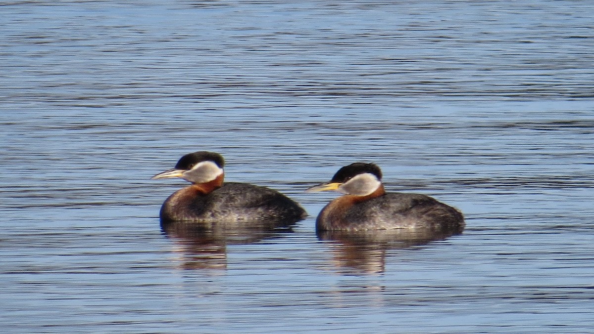 Red-necked Grebe - ML436323121