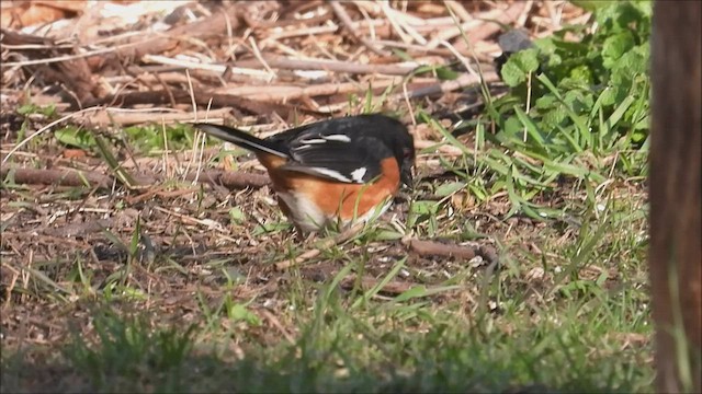 Eastern Towhee - ML436324811