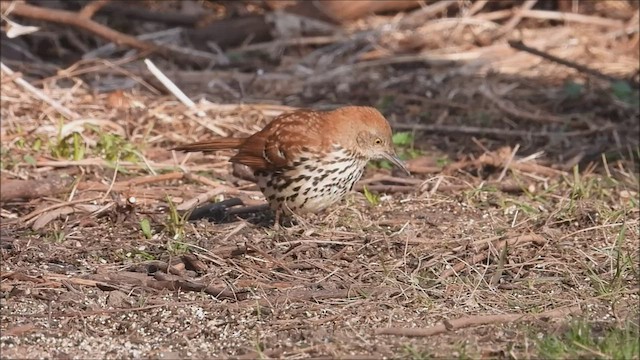 Brown Thrasher - ML436325061