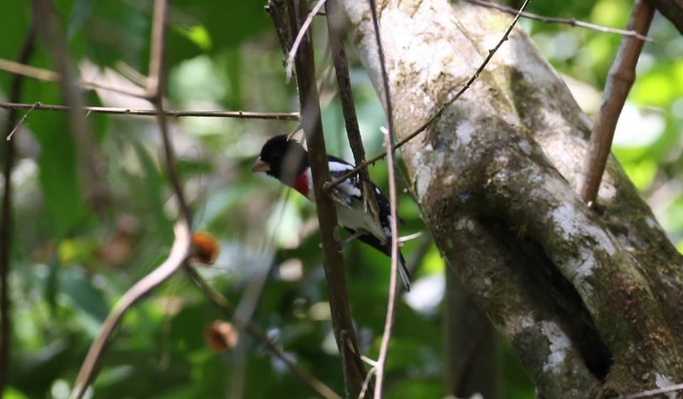 Rose-breasted Grosbeak - ML43632581