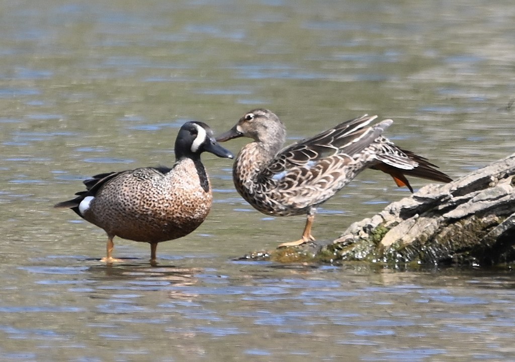 Blue-winged Teal - ML436325951