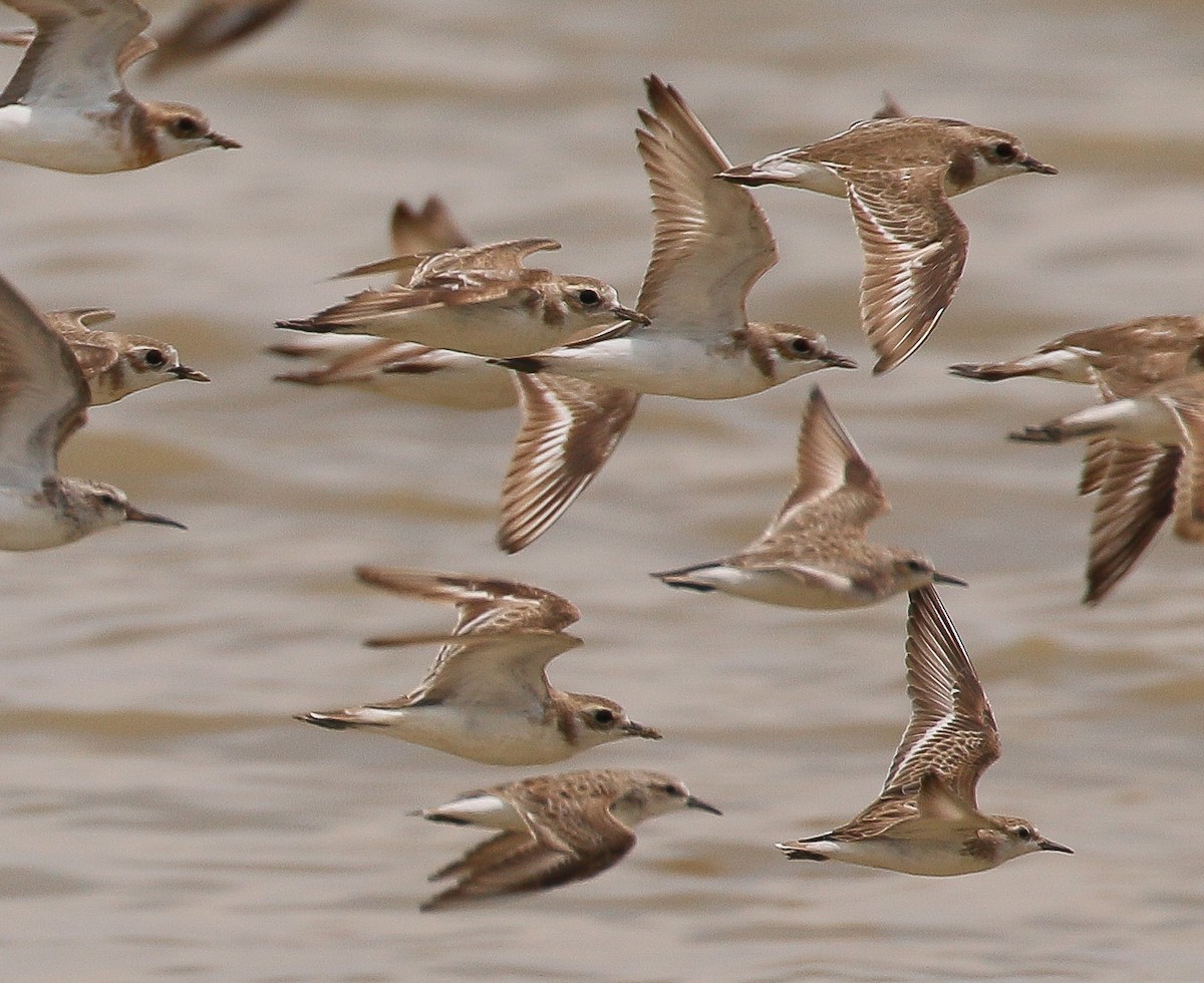 Red-necked Stint - ML436326111