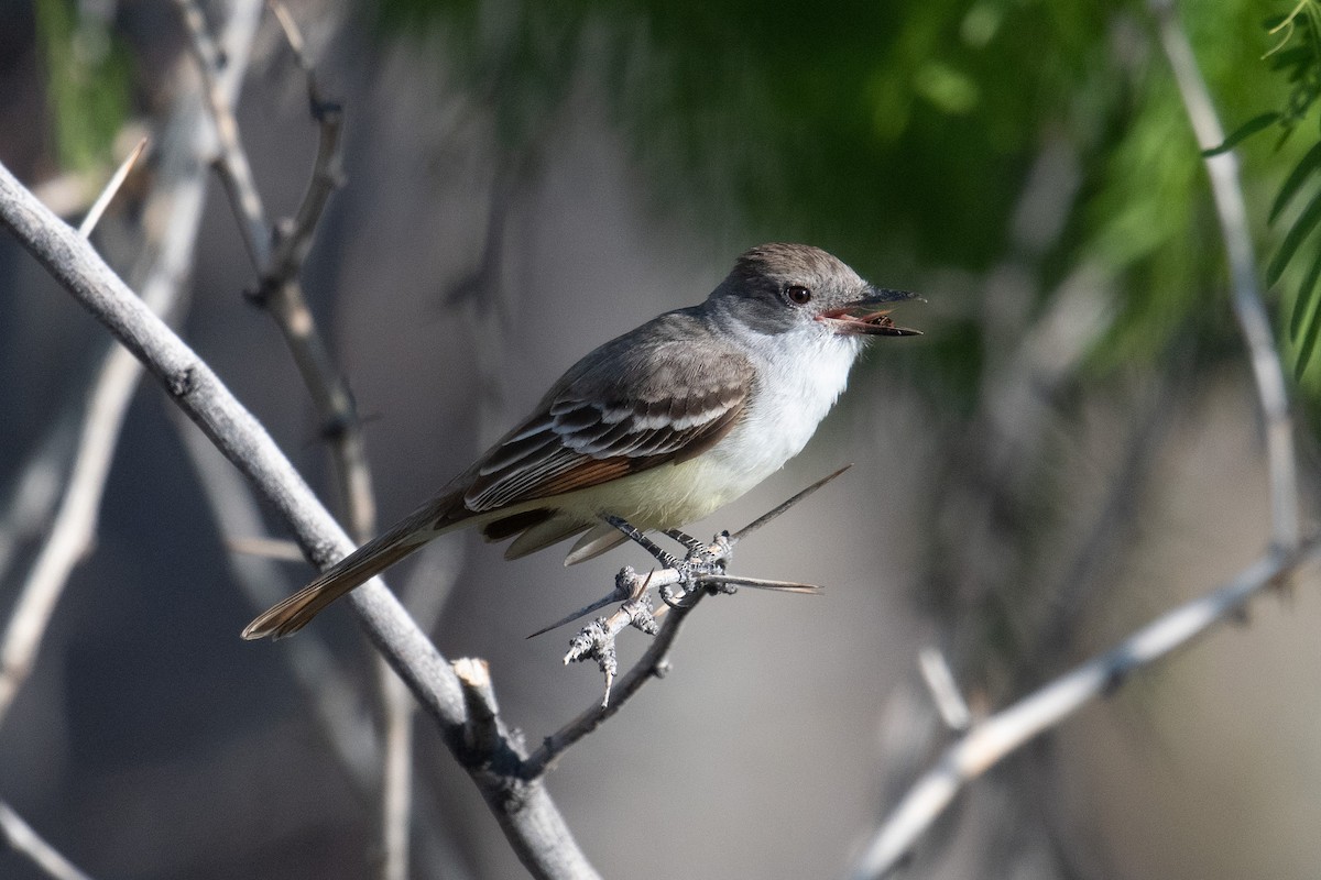 Ash-throated Flycatcher - ML436326281