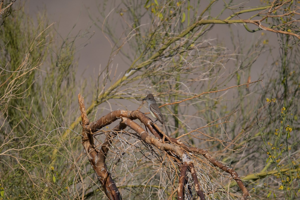 Ash-throated Flycatcher - ML436326321