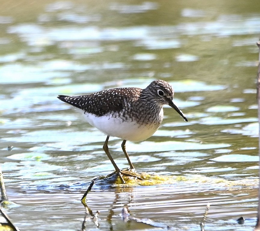 Solitary Sandpiper - ML436326471