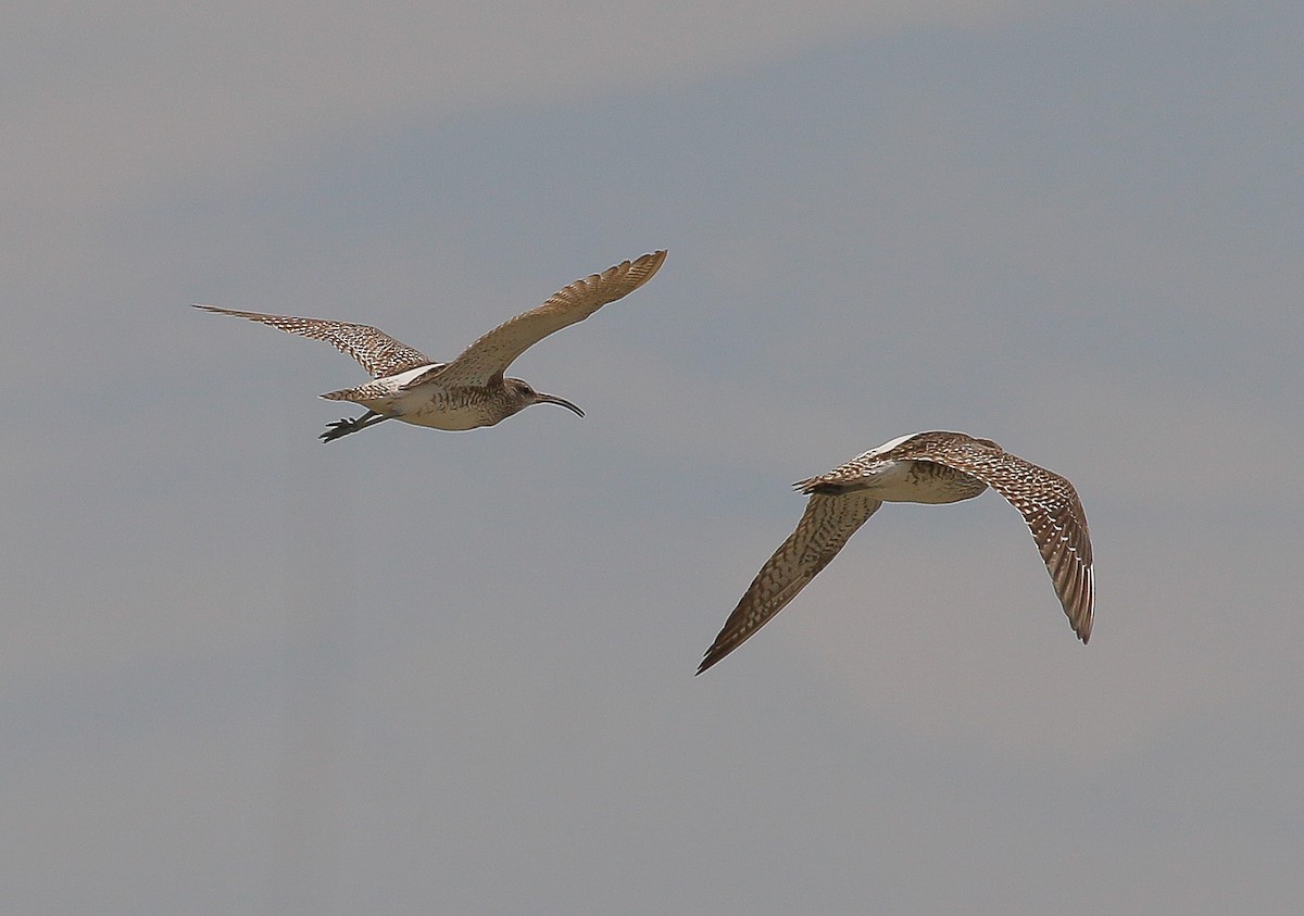 Whimbrel - ML436326981