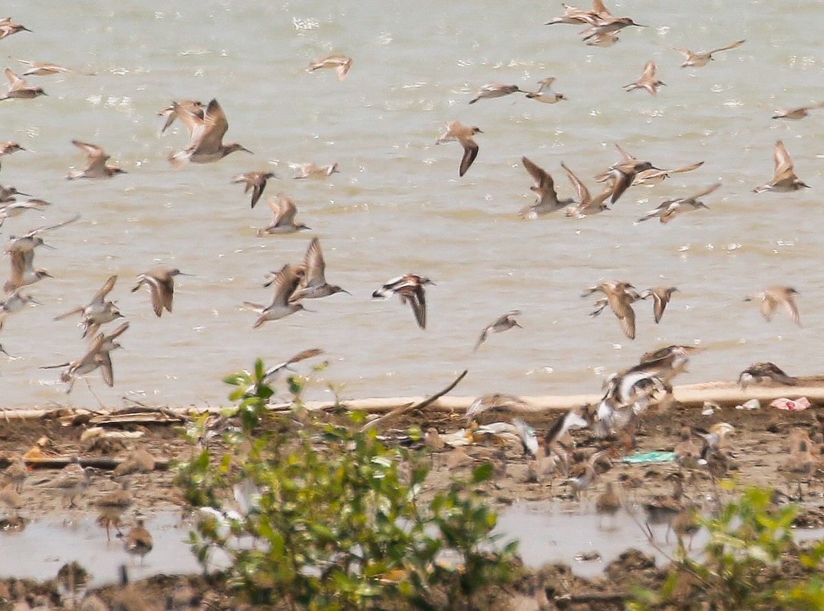 Ruddy Turnstone - Neoh Hor Kee