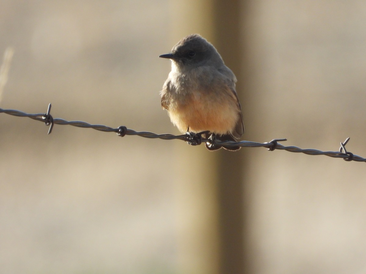 Say's Phoebe - ML436327381