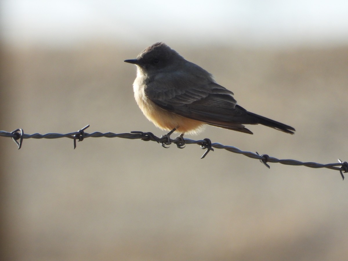 Say's Phoebe - ML436327391