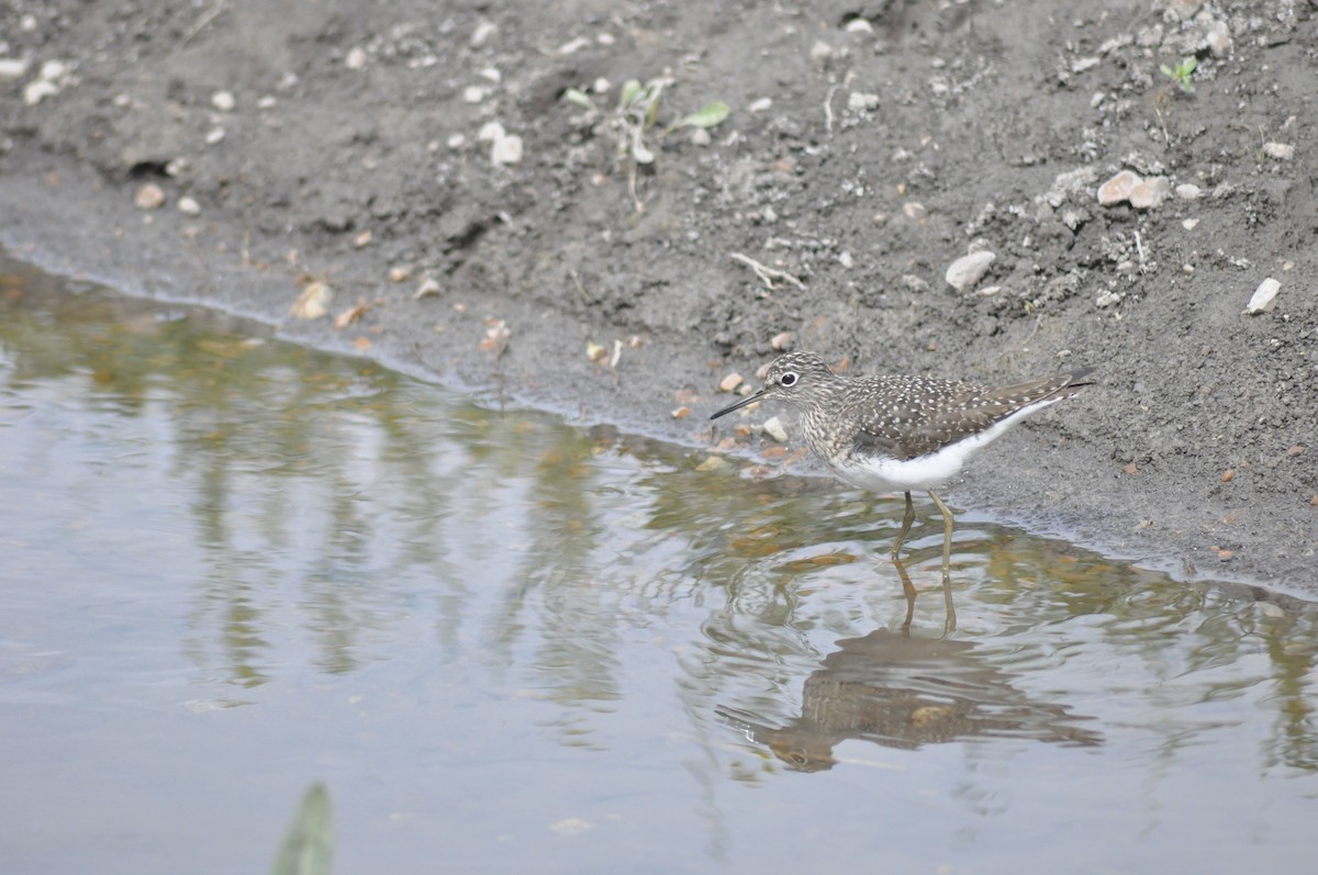 Spotted Sandpiper - ML436327611