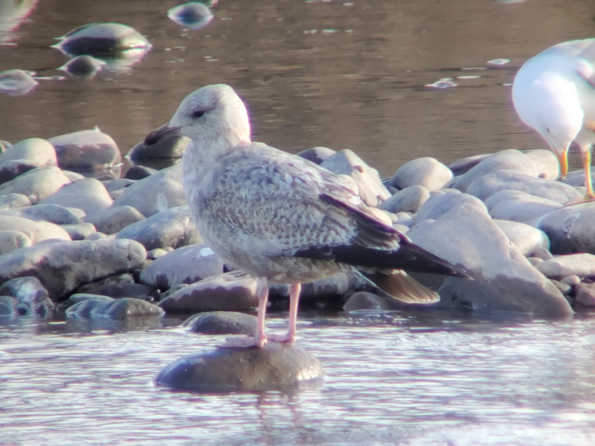 Herring Gull - ML436327651