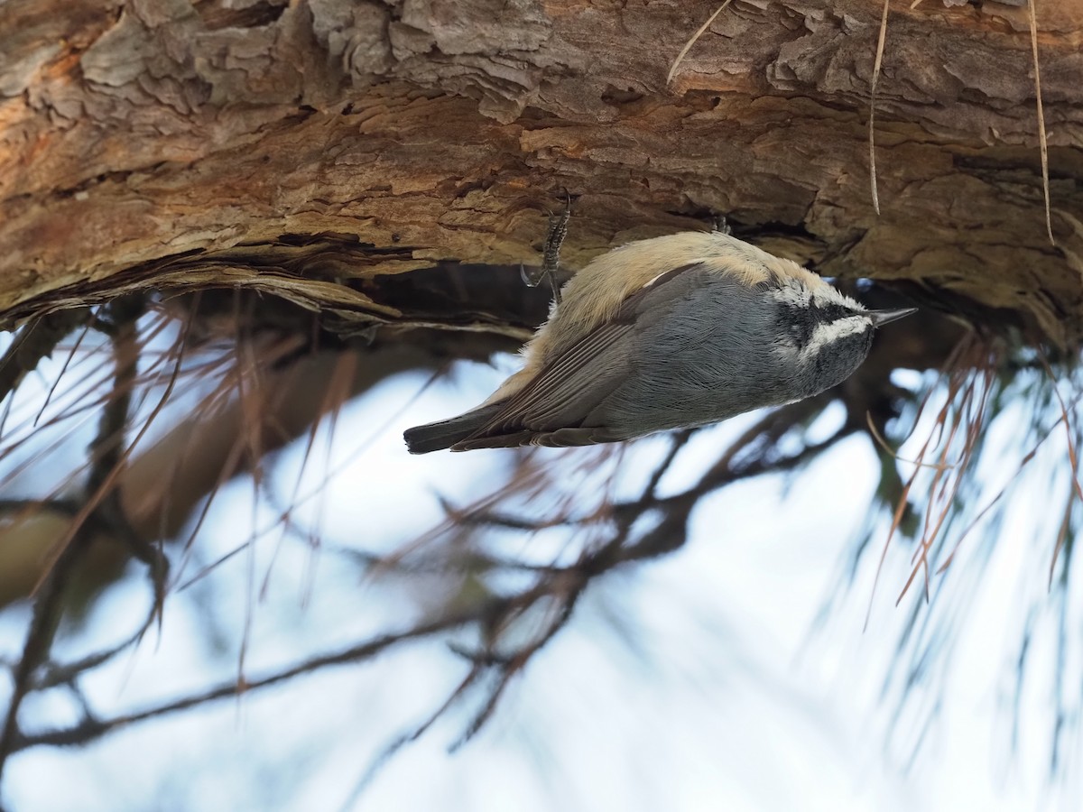 Red-breasted Nuthatch - ML436327701