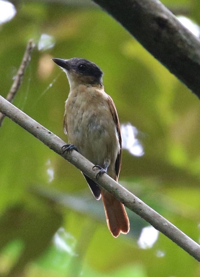 Rose-throated Becard - Jeff Tingle