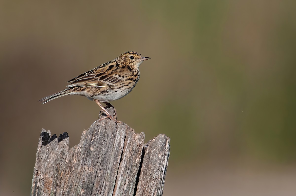 Correndera Pipit - ML436328291