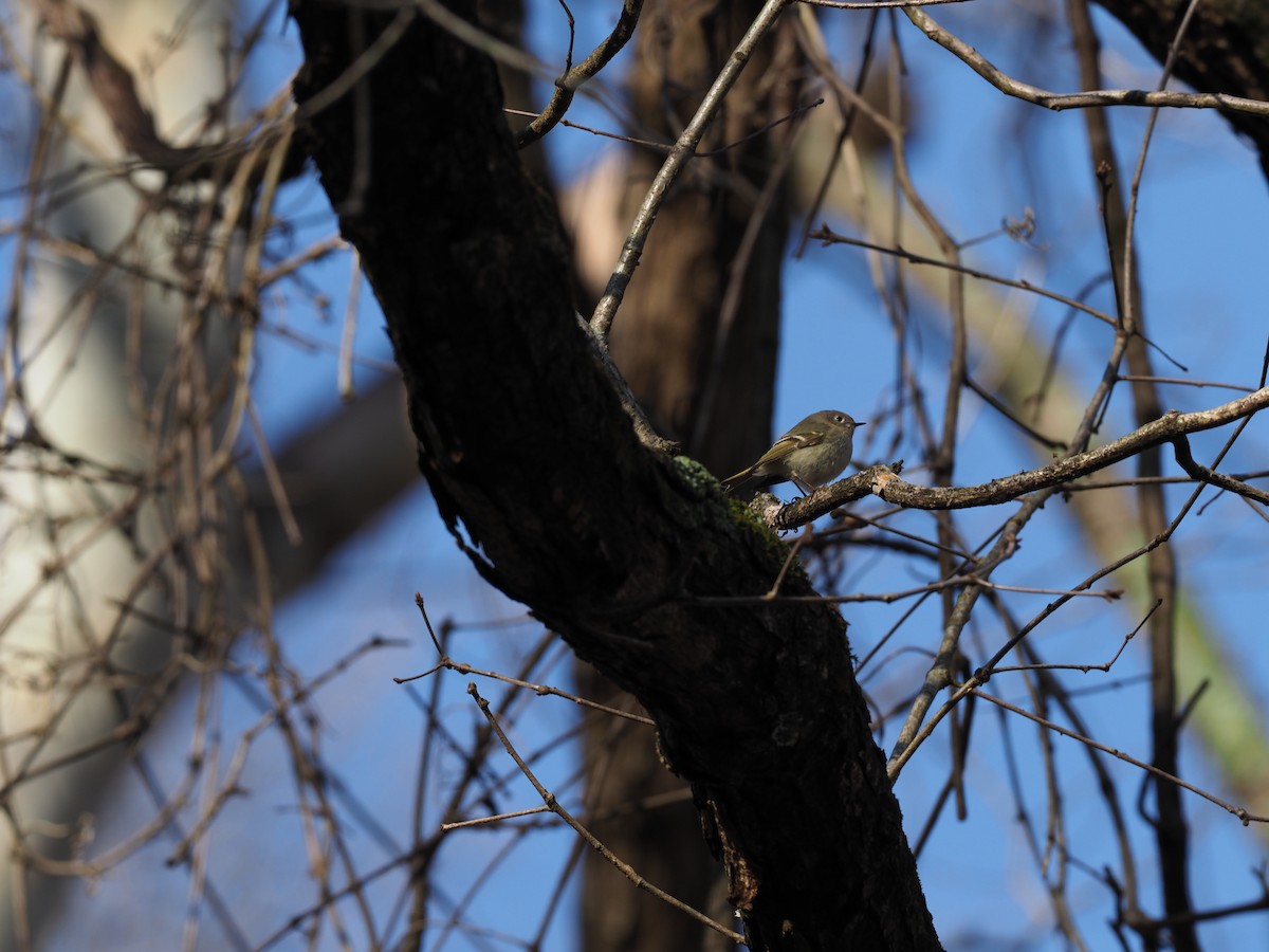 Ruby-crowned Kinglet - ML436328451