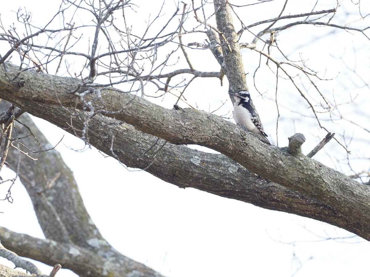 Hairy Woodpecker - ML436329351