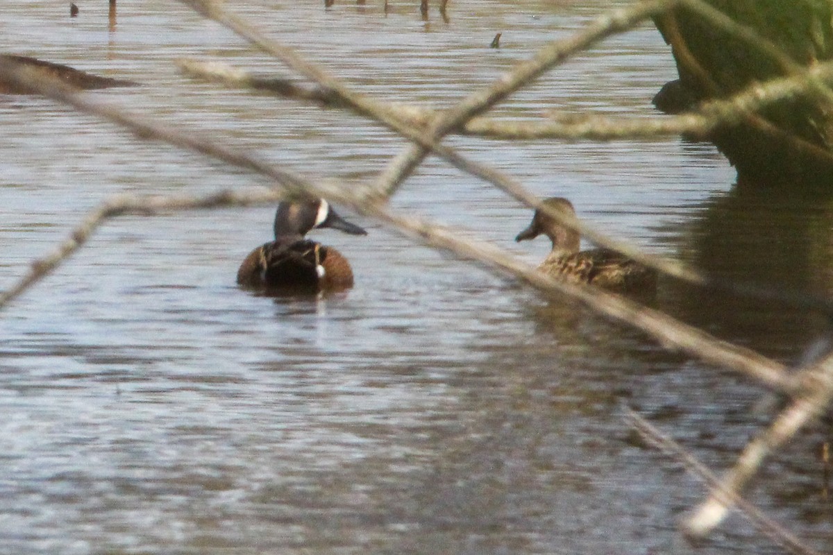 Blue-winged Teal - ML436329441