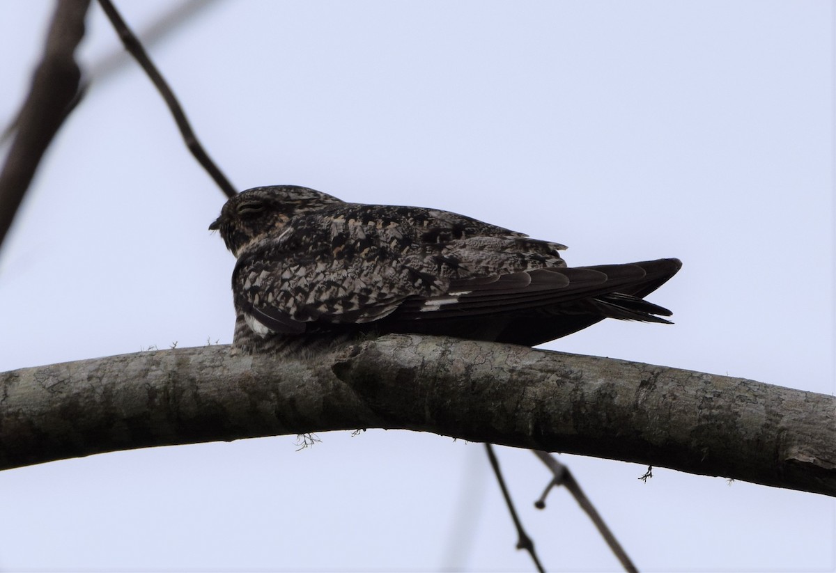 Common Nighthawk - ML436330131