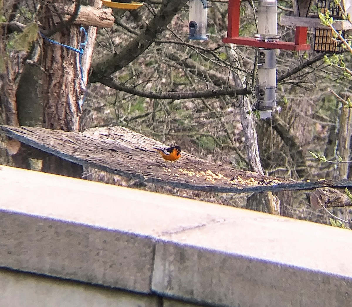 Bullock's Oriole - ML436331391