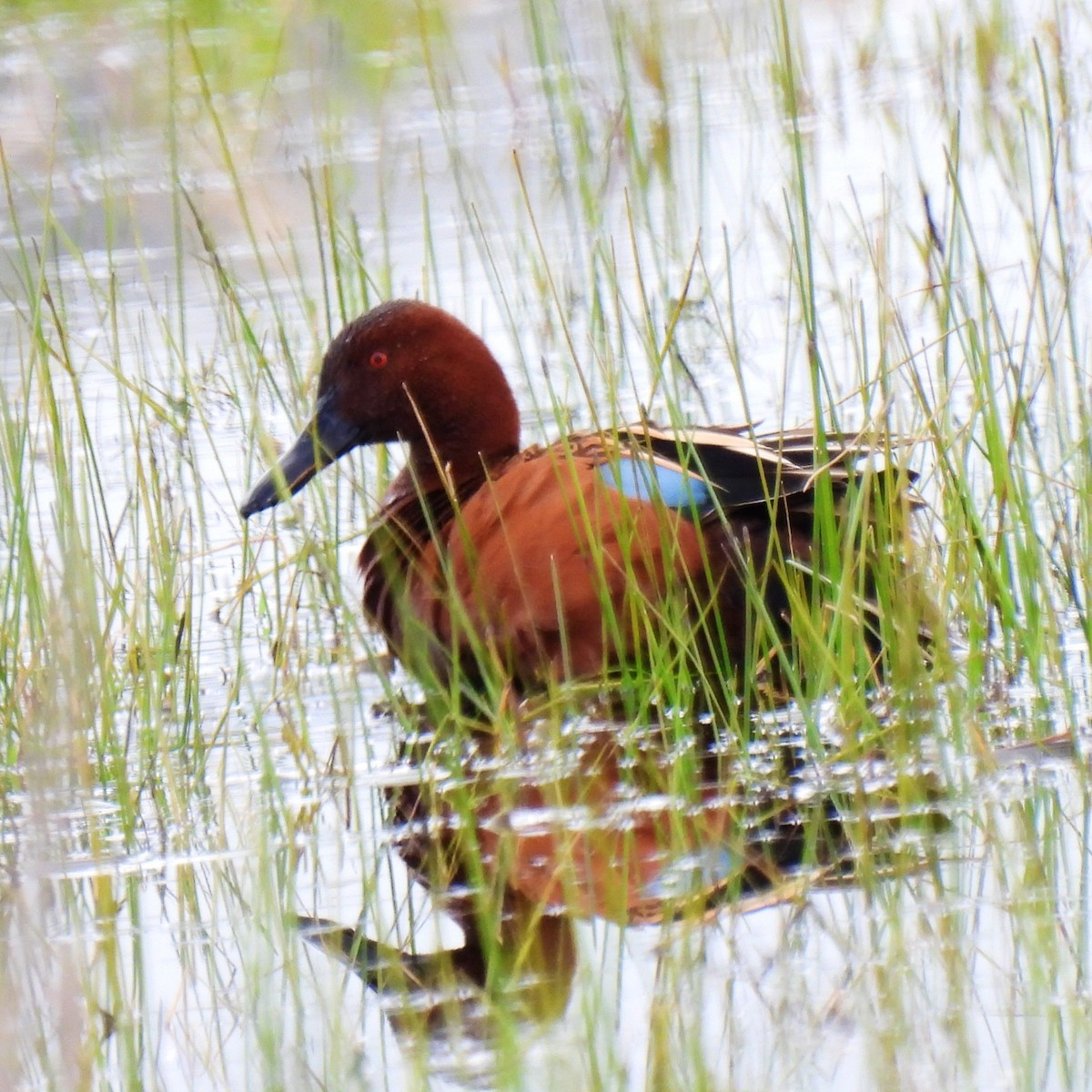 Cinnamon Teal - Susan Kirkbride