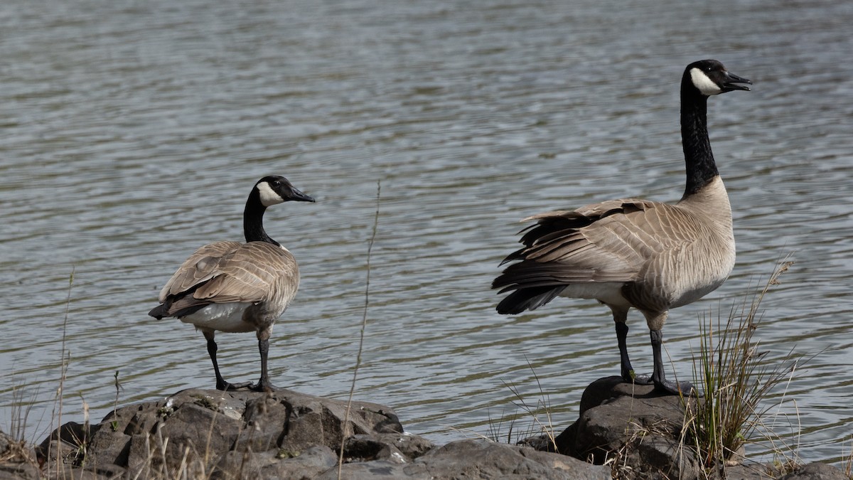 Canada Goose - ML436332271