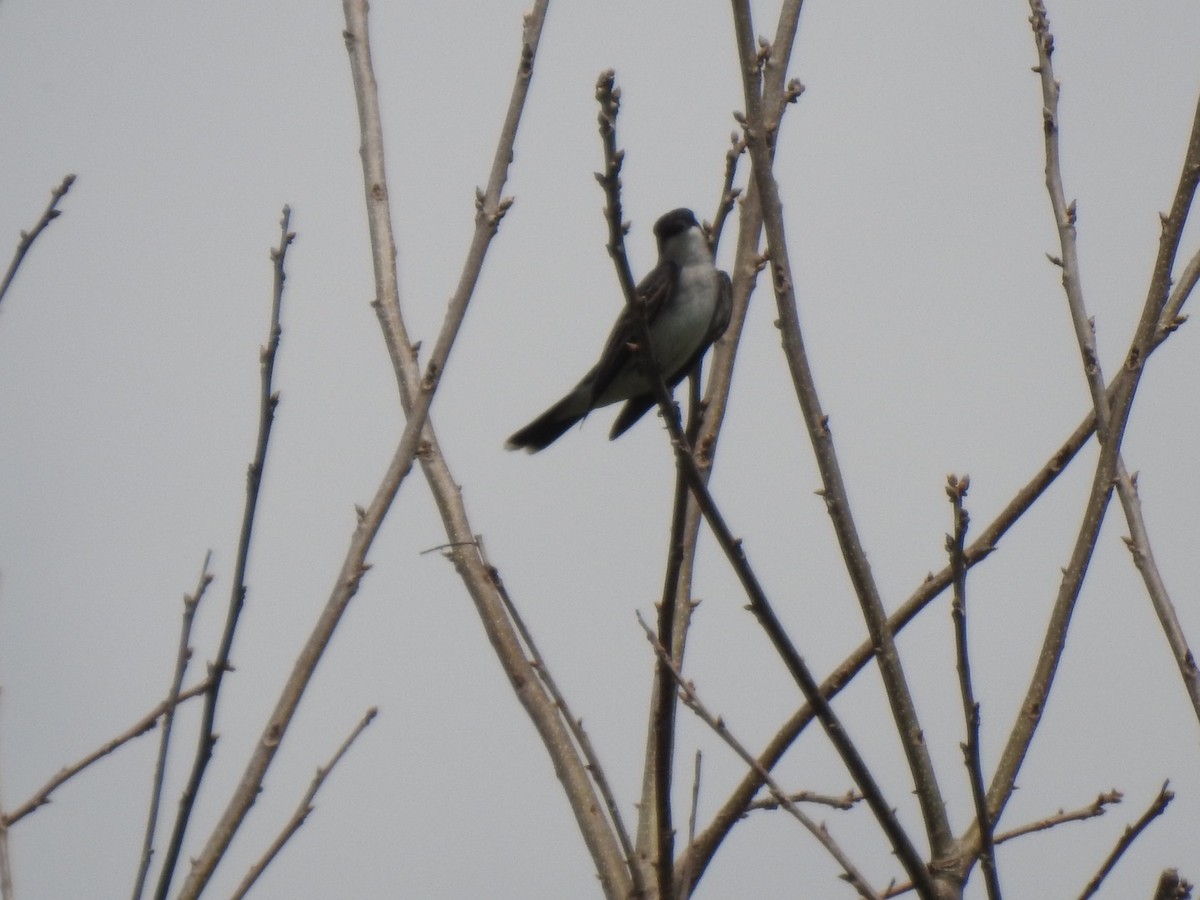 Eastern Kingbird - ML436332461