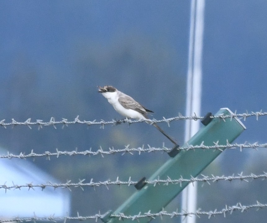 Fork-tailed Flycatcher - ML436332771