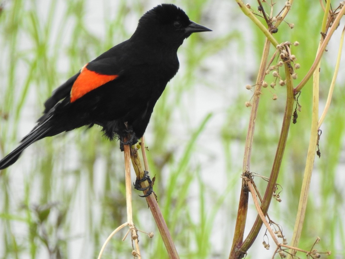 Red-winged Blackbird - Jim Valenzuela