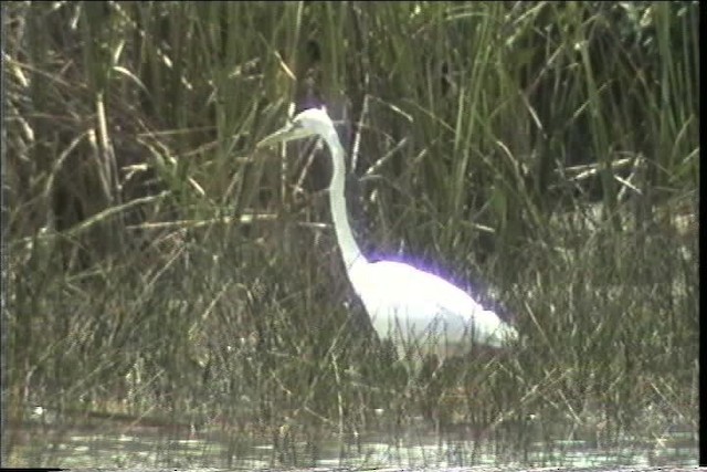 volavka velká (ssp. occidentalis) - ML436333