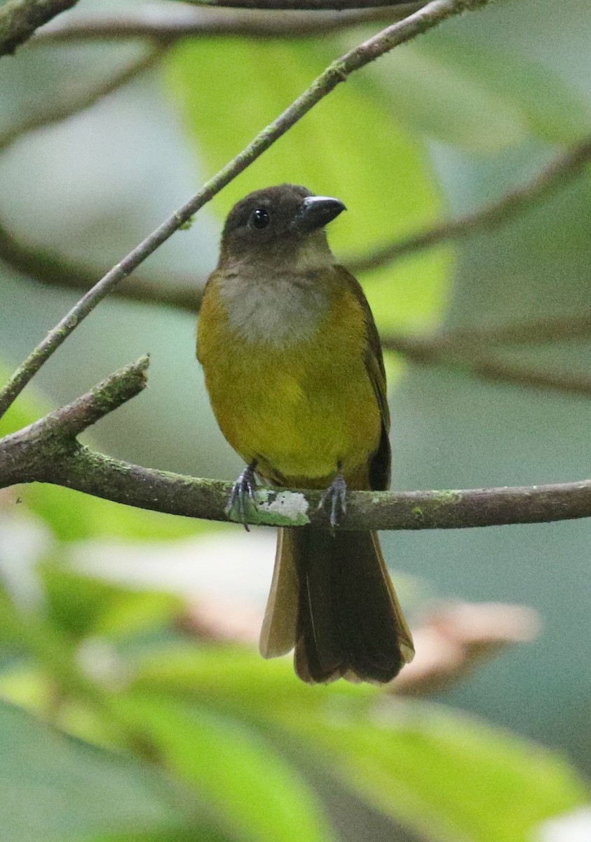 White-throated Shrike-Tanager - ML43633311