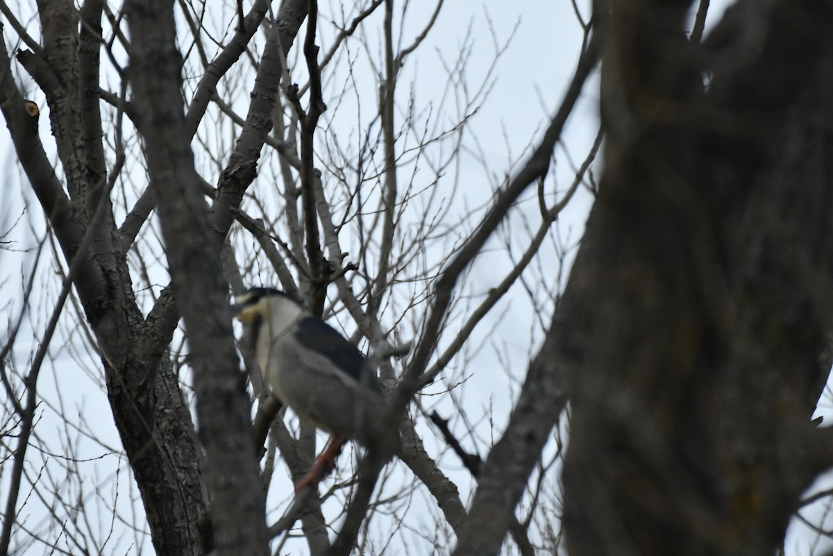 Black-crowned Night Heron - ML436336041