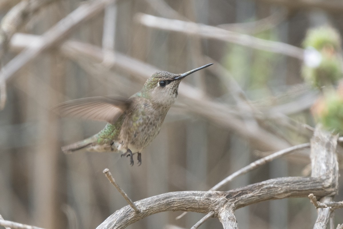 Anna's Hummingbird - ML436336811