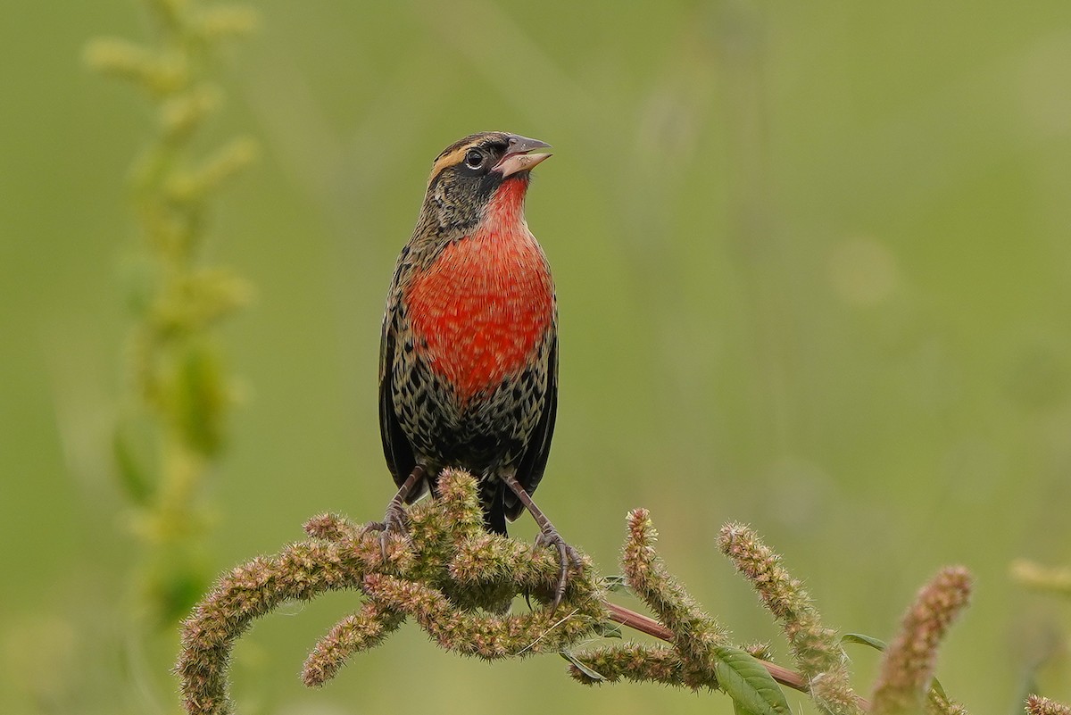 White-browed Meadowlark - ML436337221