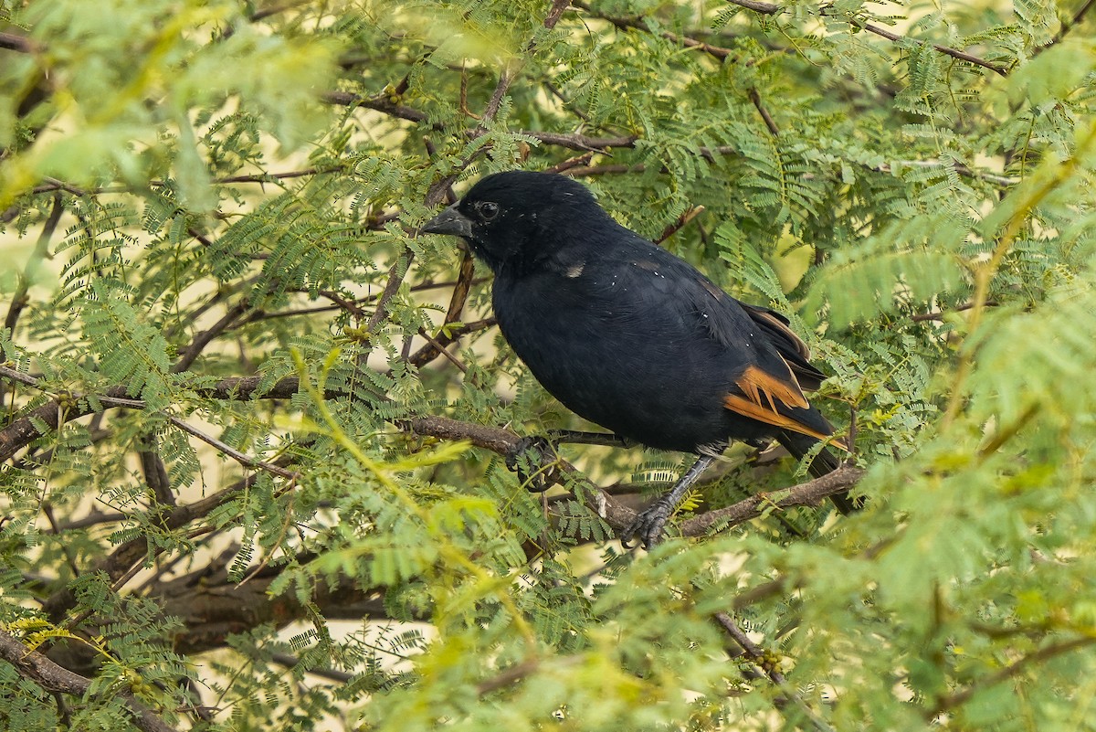 Screaming Cowbird - ML436337371