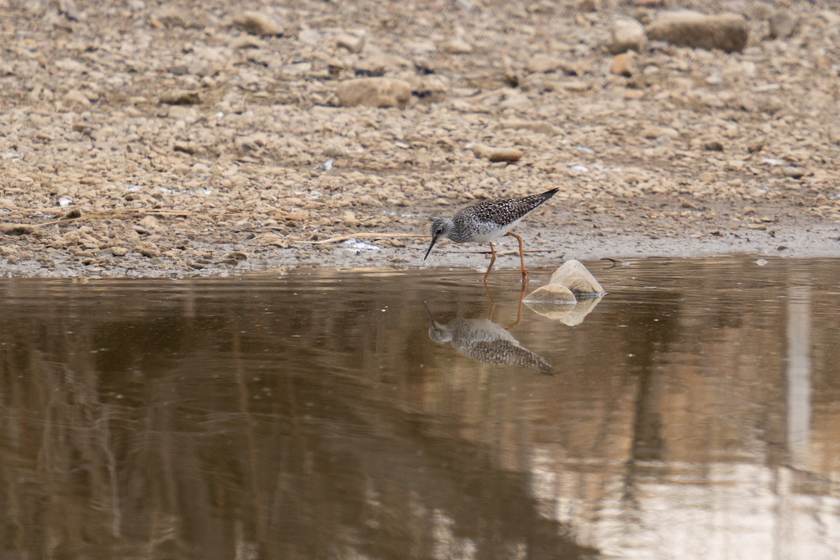 Lesser Yellowlegs - ML436337541