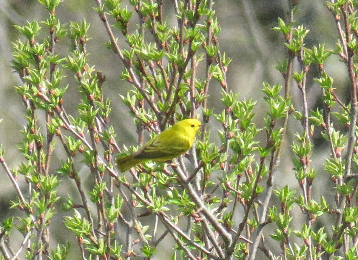 Yellow Warbler - ML436338511