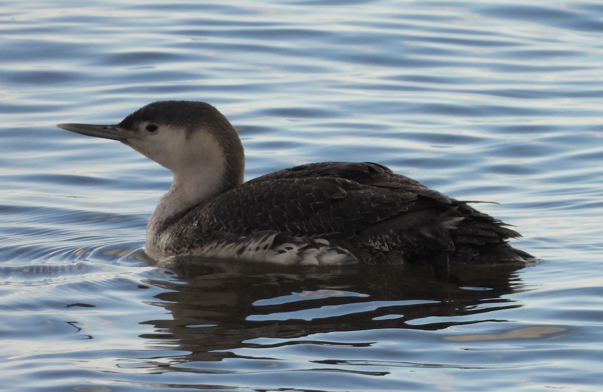 Red-throated Loon - ML436339101