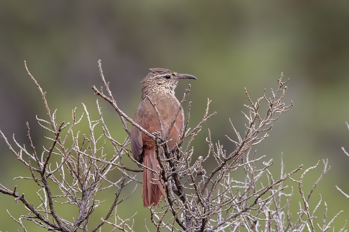 Striated Earthcreeper - ML436339251