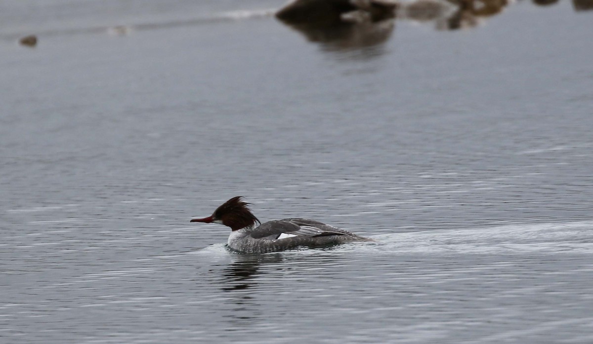 Common Merganser - ML436340591