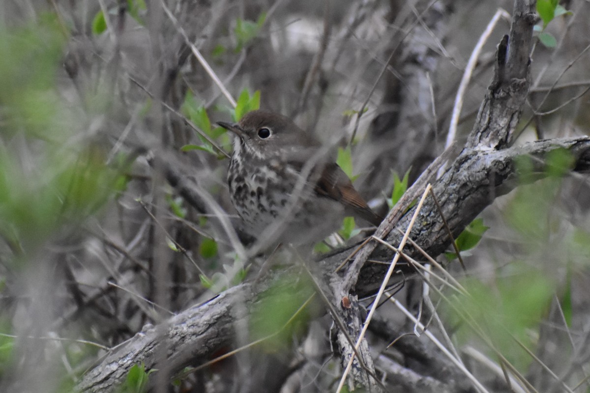 Hermit Thrush - ML436340661