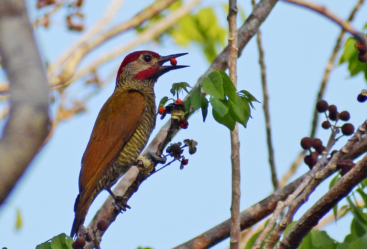 Golden-olive Woodpecker - ML436341441
