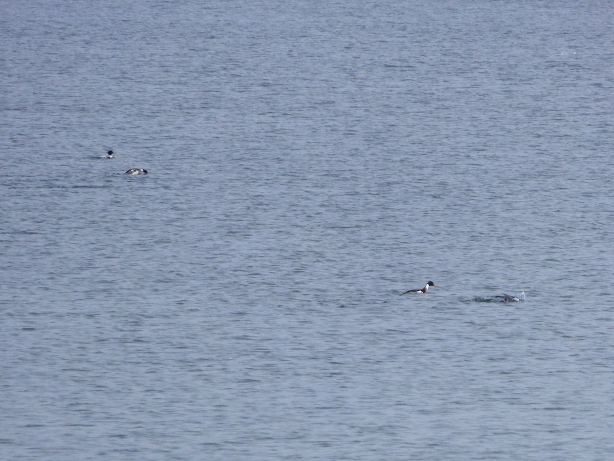 Red-breasted Merganser - ML436341901