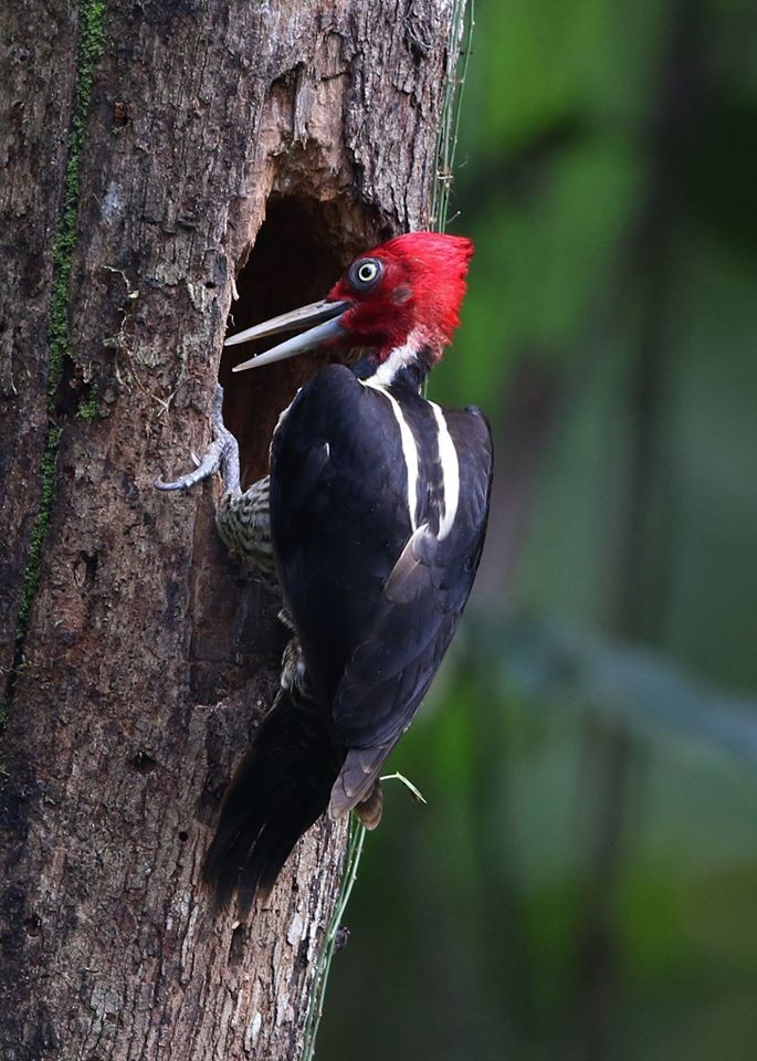 Pale-billed Woodpecker - Jeff Tingle