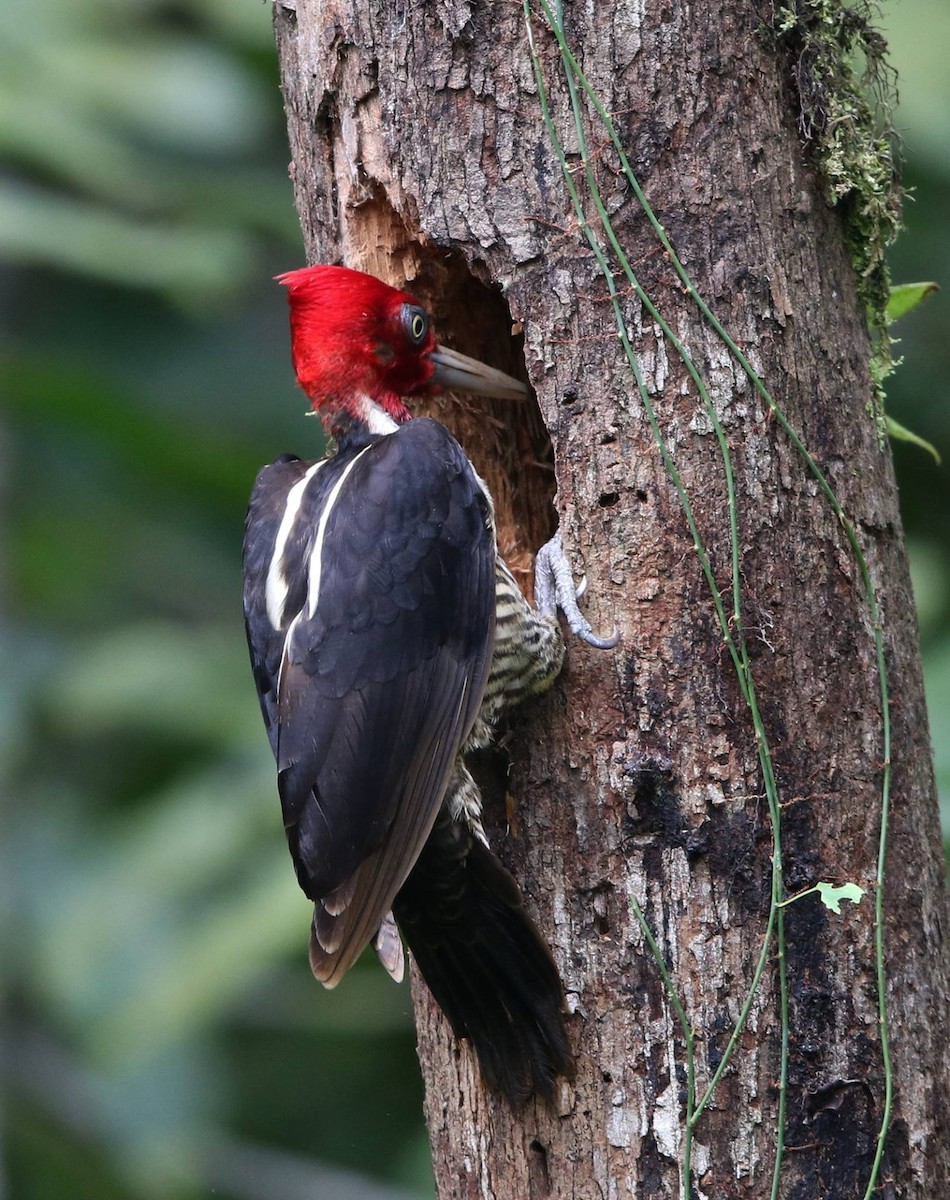 Pale-billed Woodpecker - Jeff Tingle