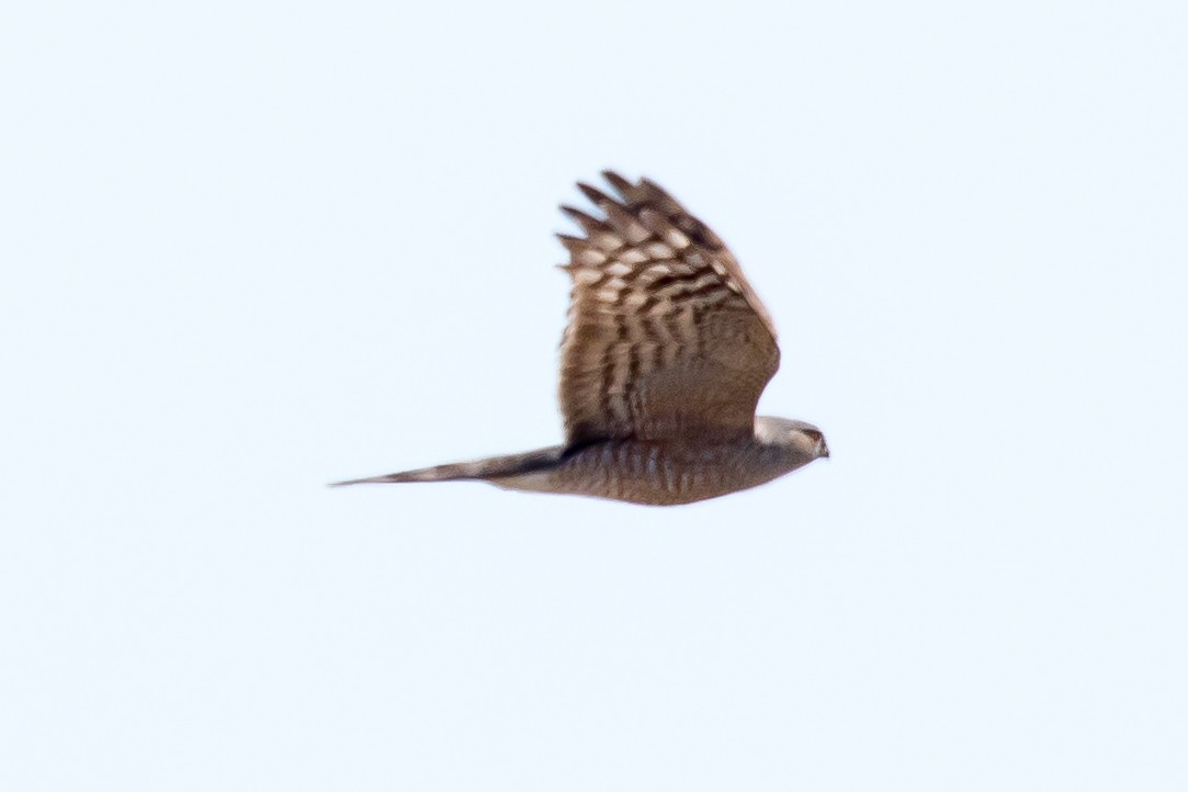 Sharp-shinned Hawk - Ian Burgess