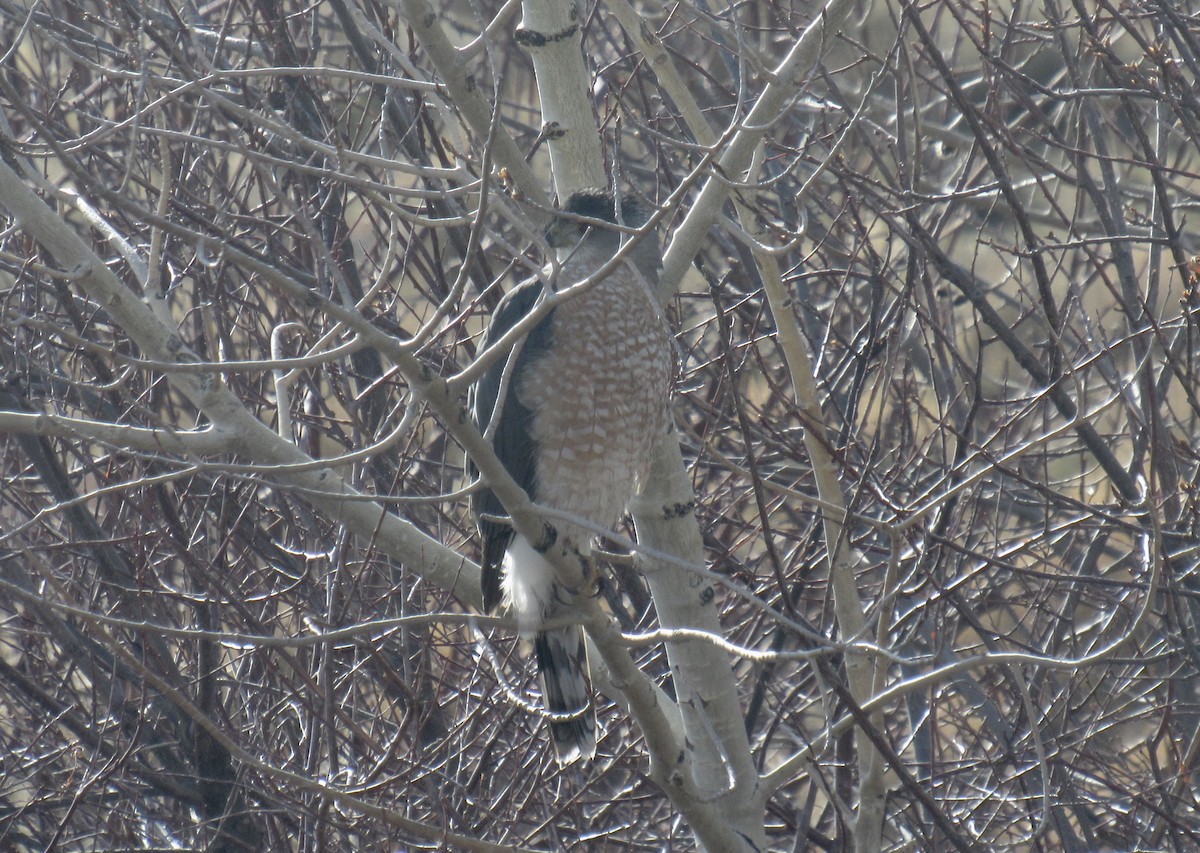 Cooper's Hawk - ML436345261