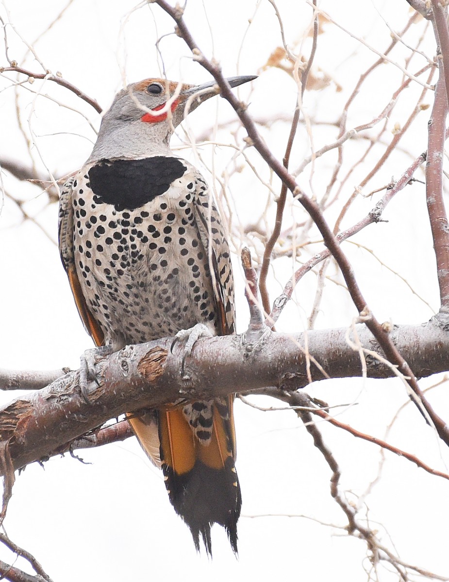 Northern Flicker (Yellow-shafted x Red-shafted) - ML436346011