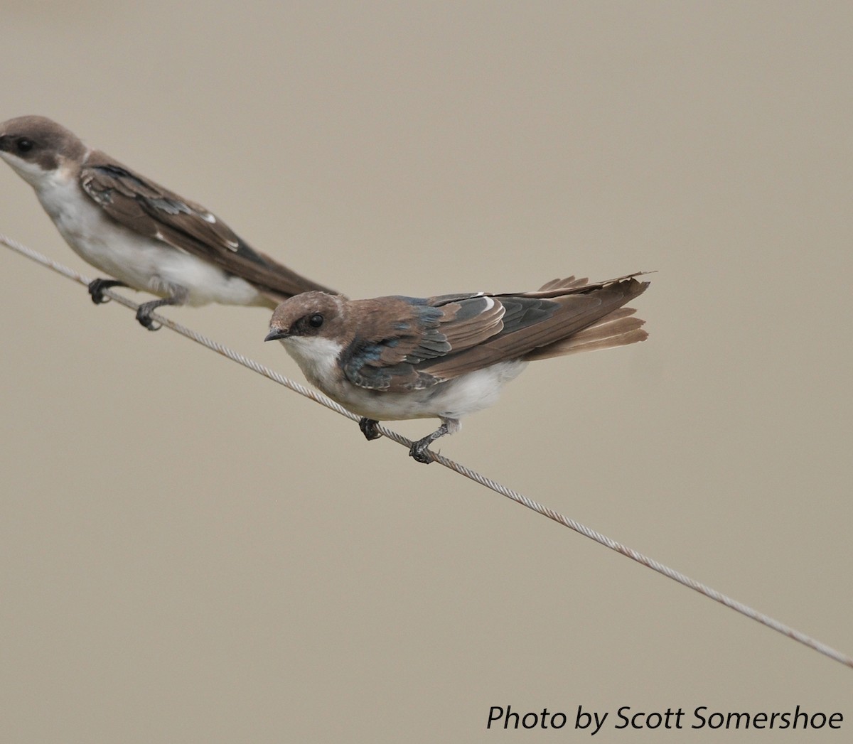 Tree Swallow - ML43634791