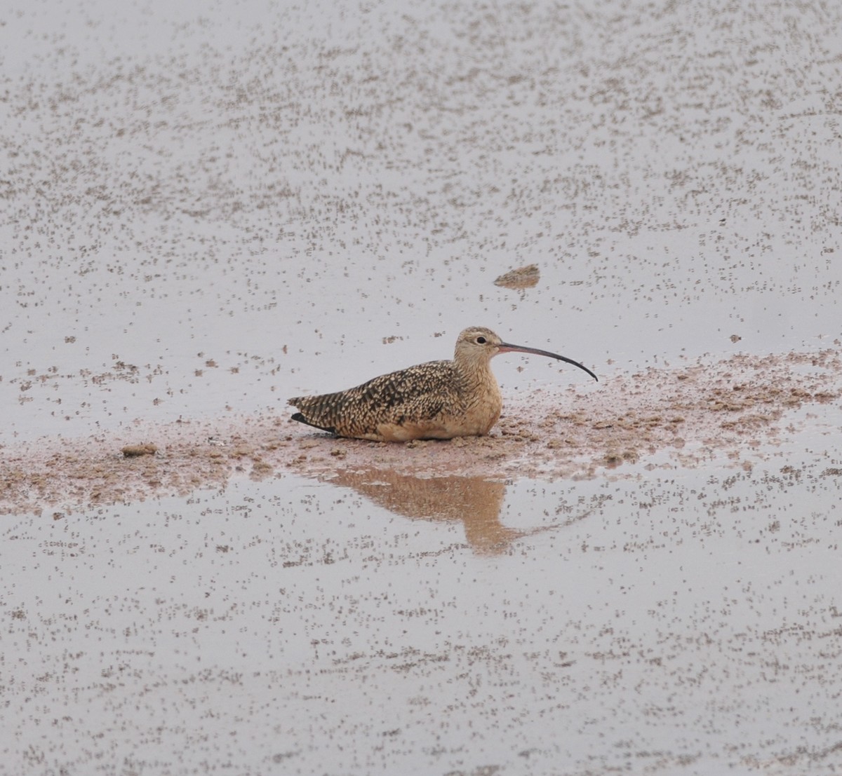 Long-billed Curlew - ML43635001