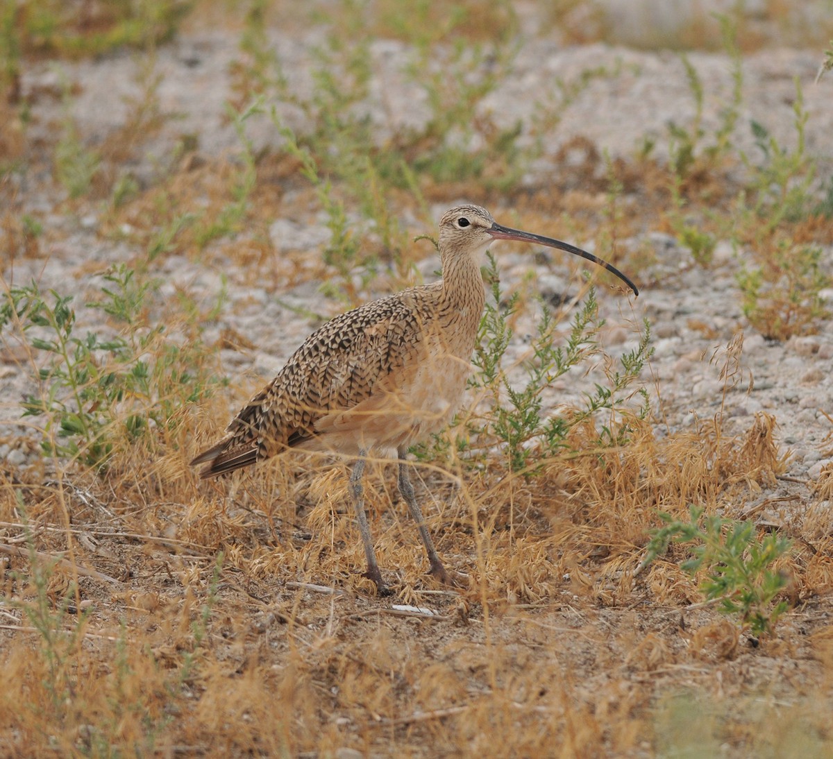 Long-billed Curlew - ML43635011